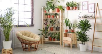 Stylish room with various home plants